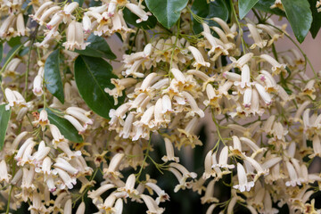 Pandorea pandorana
