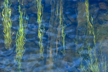 Algae in the water