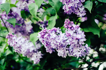 Spring lilac flowers