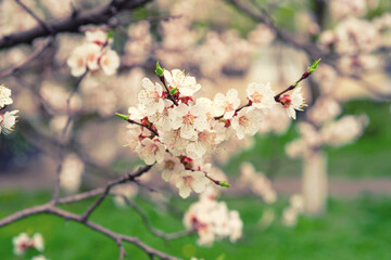 Apricot tree blossoms