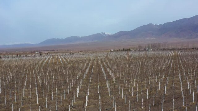 Paulownia garden in springtime. Paulownia is grown in a field near the mountain.