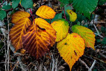 feuilles de ronce en 2 tons de couleur en automne