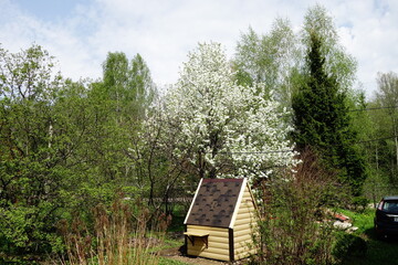 Covered manual water well in a garden under a flowering pear tree