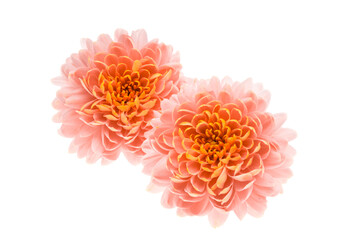 chrysanthemum flower isolated