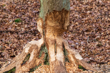 Obraz premium Tree gnawed by a beaver