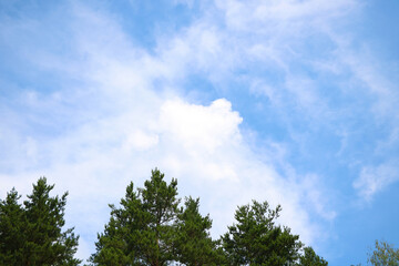 Green branches of spruce against the blue sky.