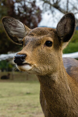 Adorable deer in Nara, Japan. These animals roam the par in the city where tourists give them snacks