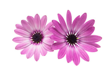 Fototapeta premium Osteosperumum Flower Daisy Isolated