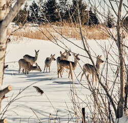 A herd of deer walks on a frozen lake in the forest