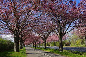 Kirschblütenallee in Magdeburg