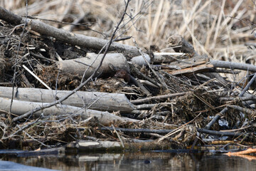 Mink living in beaver damn