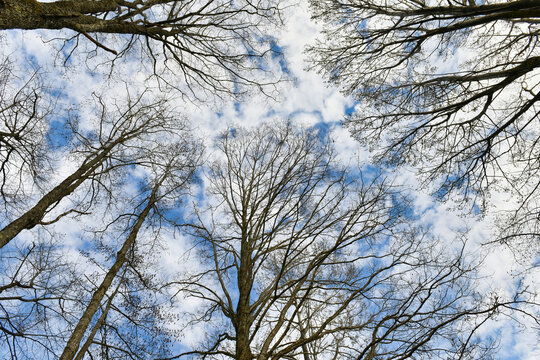 121 最適な そそり立つ 画像 ストック写真 ベクター Adobe Stock