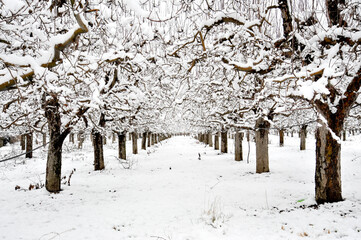 apple orchard covered with snow , winter season
