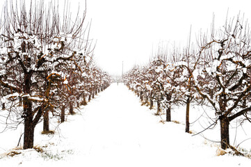 apple orchard covered with snow , winter season - 422049916