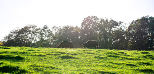 neanderthal landscape in Mettmann in the Eifel germany