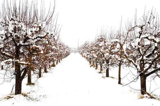 apple orchard covered with snow , winter season