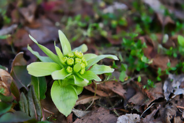 春を告げる山菜蕗の薹