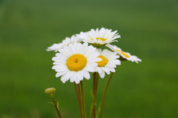 Beautiful blooming chamomile on a sunny spring day.