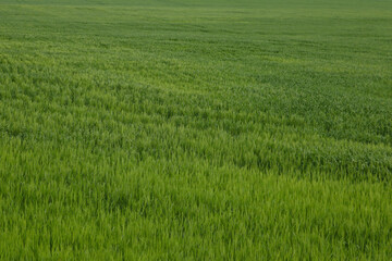 Green field of wheat or barley. Rural landscape.