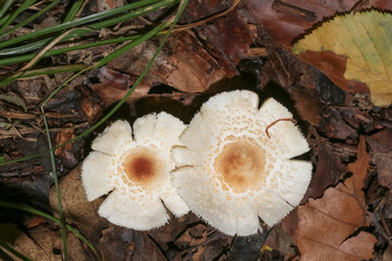 Pilz Stinkschirmling, Lepiota cristata