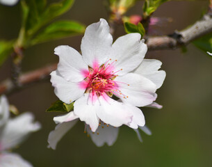 unas flores de un almendro en primavera