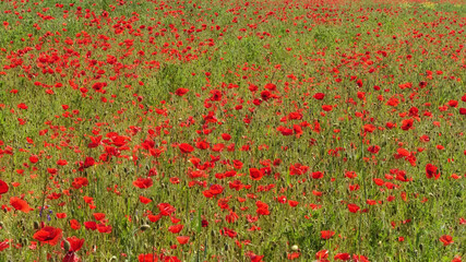 Klatschmohnfeld (Papaver rhoeas), Niedersachsen, Deutschland, Europa