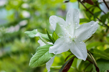 Obraz na płótnie Canvas White royal azalea (rhododendron) flowers with raindrops.
