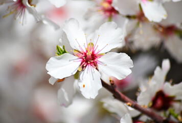 unas flores de un almendro en primavera