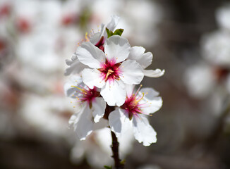 unas flores de un almendro en primavera