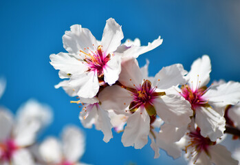 unas flores de un almendro en primavera