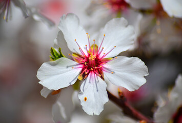 unas flores de un almendro en primavera