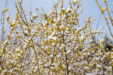 Gelbe Blüten mit Schnee