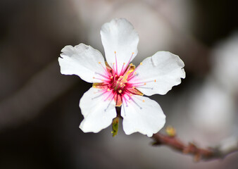 Fototapeta na wymiar unas flores de un almendro en primavera