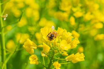 菜の花とミツバチ