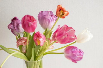 A bouquet of pink and white tulips stands upright on a light background. Growing tulips at home, pests and plant nutrition