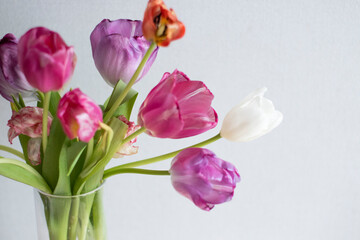 A bouquet of pink and white tulips stands upright on a light background. Growing tulips at home, pests and plant nutrition