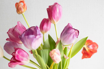 A bouquet of pink and white tulips stands upright on a light background. Growing tulips at home, pests and plant nutrition