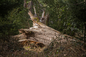 umgest&uuml;rzter Stamm inmitten von jungen B&auml;umen
