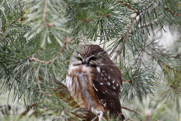 Northern Saw-whet owl