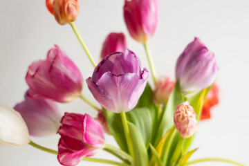 A bouquet of pink and white tulips stands upright on a light background. Growing tulips at home, pests and plant nutrition
