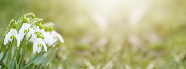 Closeup from white fresh snowdrops flower ( Galanthus ) on green meadow in sunny garden . Easter...