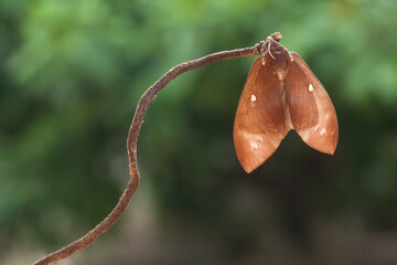 Types of Butterflies in Nature