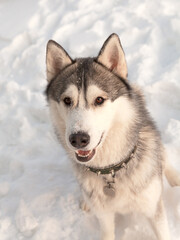 Portrait of a Siberian husky in the winter in the snow. High quality photo. Dog in winter