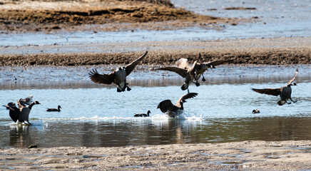 Canadian geese landing on water in a marsh