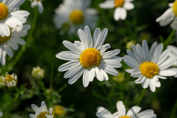White and yellow chamomile flowers close-up in a field. Medicinal plants..The concept of wildflowers