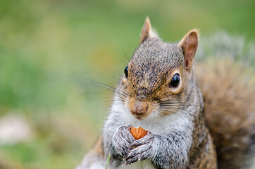 Naklejka na ściany i meble Brown and red squirrel eating an almond in close-up