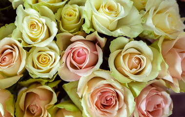 Bright pink roses background. High quality photo