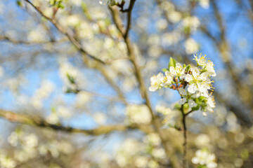 Fruit trees bloom in spring against a background of blue sky and other flowering trees. Close-up