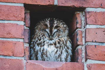 sitzender Waldkauz in Mauer