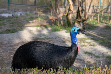 bird, animal, nature, beak, wildlife, wild, black, grass, feather, feathers, red, peacock, green, blue, portrait, head, duck, cassowary, ibis, birds, crane, water, zoo, park, hen